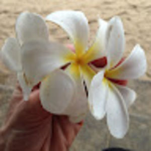 Meet your Posher, Shani